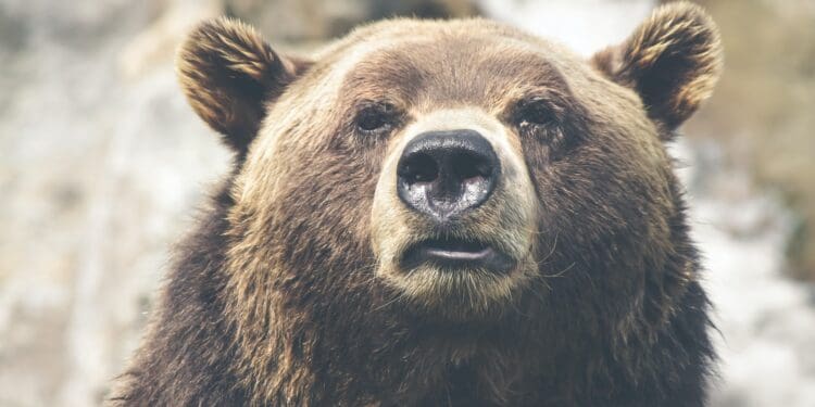 brown bear selective focal photo during daytime
