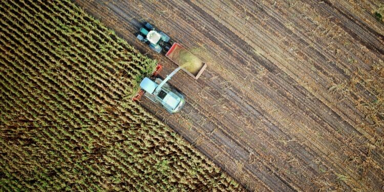 two trucks on plant field