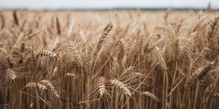 brown wheat field during daytime