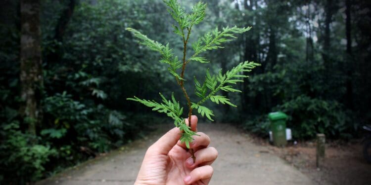 person holding green leaf plant