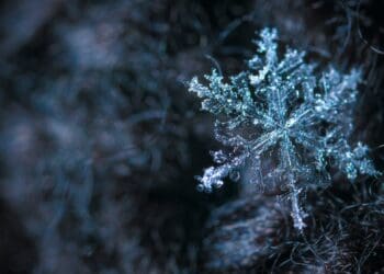 close up photography of snowflake