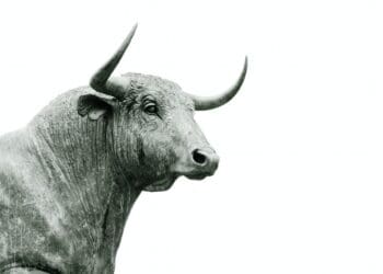 bull grayscale photo