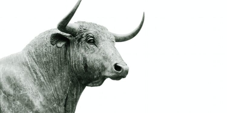 bull grayscale photo