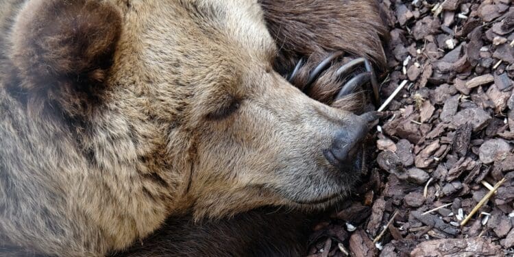 grizzly bear