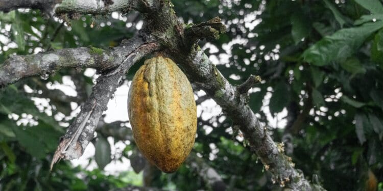 yellow and green fruit on tree