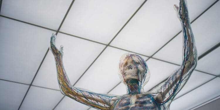 human body sculpture