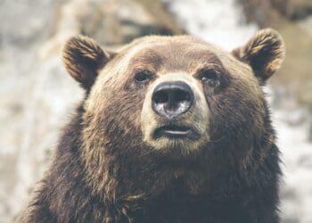 brown bear selective focal photo during daytime