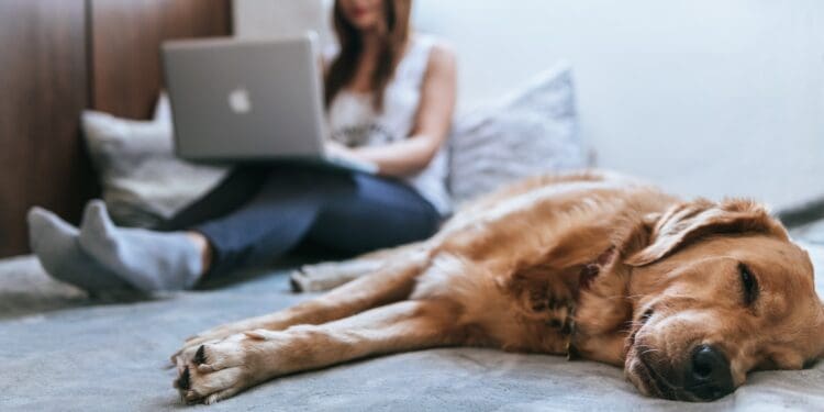 Golden Retriever lying on bed