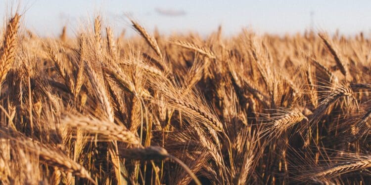 brown wheat at daytime