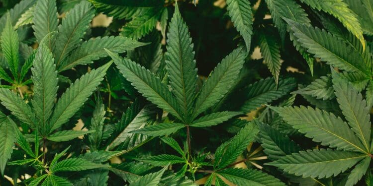 green leaves in close up photography