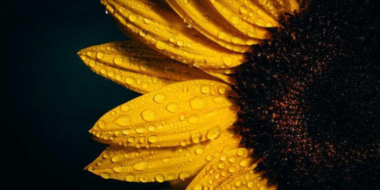 focus photography of sunflower