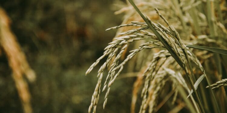 brown wheat in close up photography