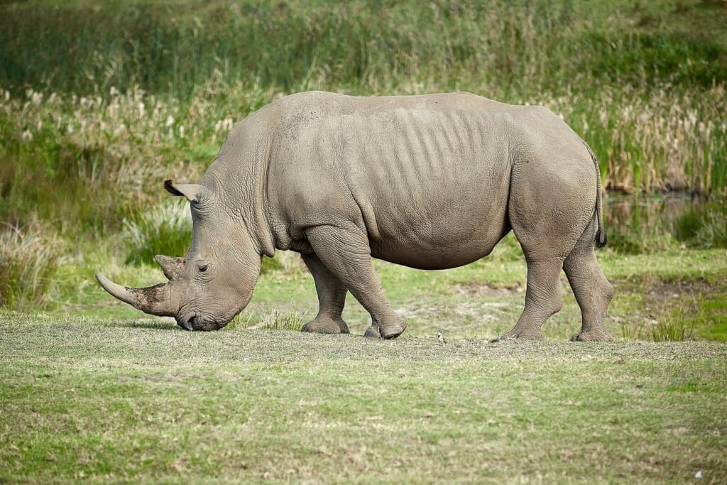 rhinocerus near grass