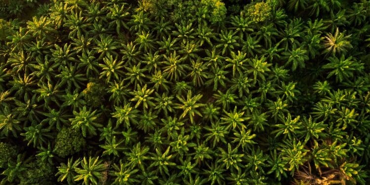 Aerial Photography Of Trees