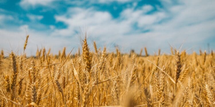 wheat field