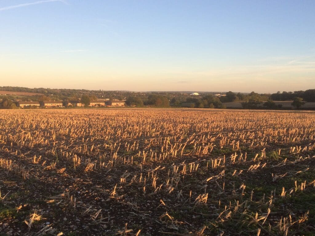 wheat field during daytime