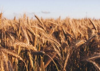 brown wheat at daytime