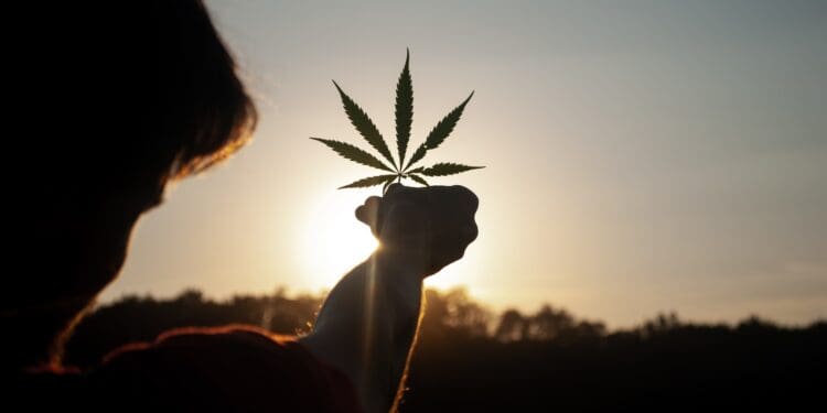 person holding white flower during sunset