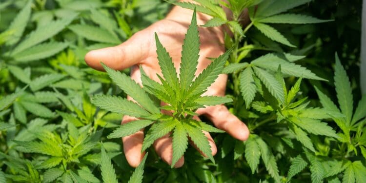 green plant in persons hand