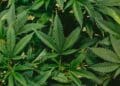 green leaves in close up photography