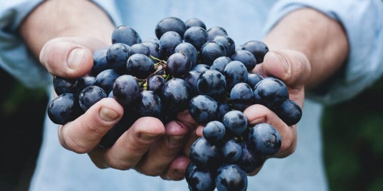 person holding grapes