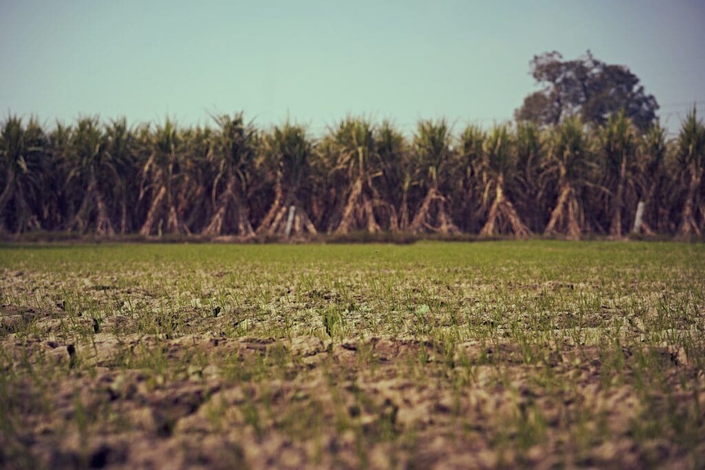 A farm full of sugarcane seedlings