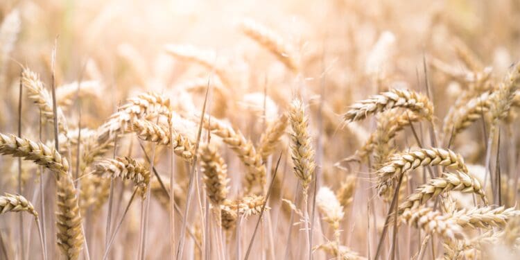 Bavarian Cornfield