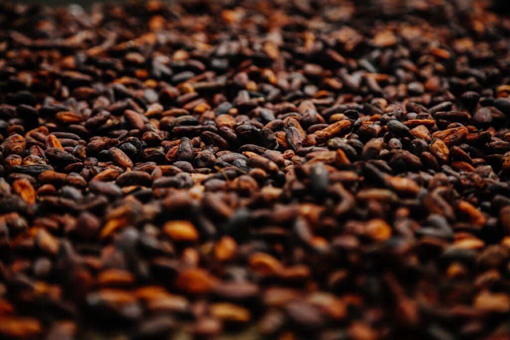 Cacao Beans