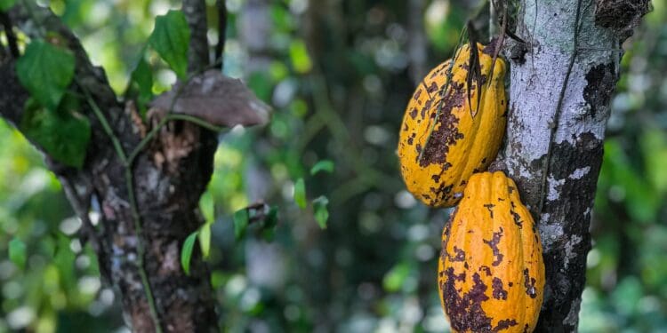 cacao beas