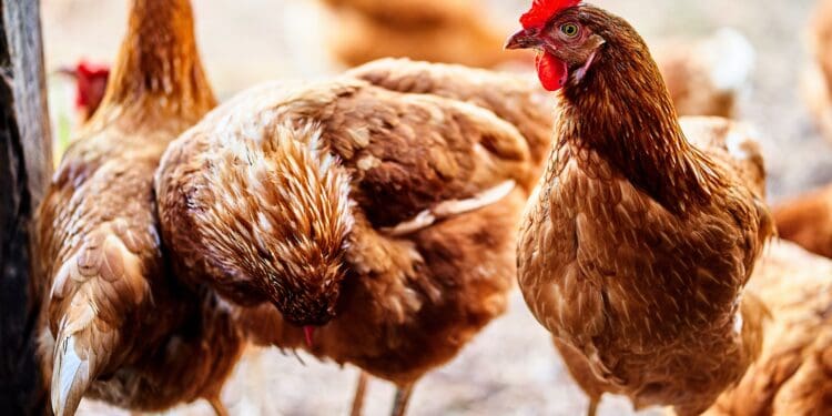 Free-range chickens raised on pasture