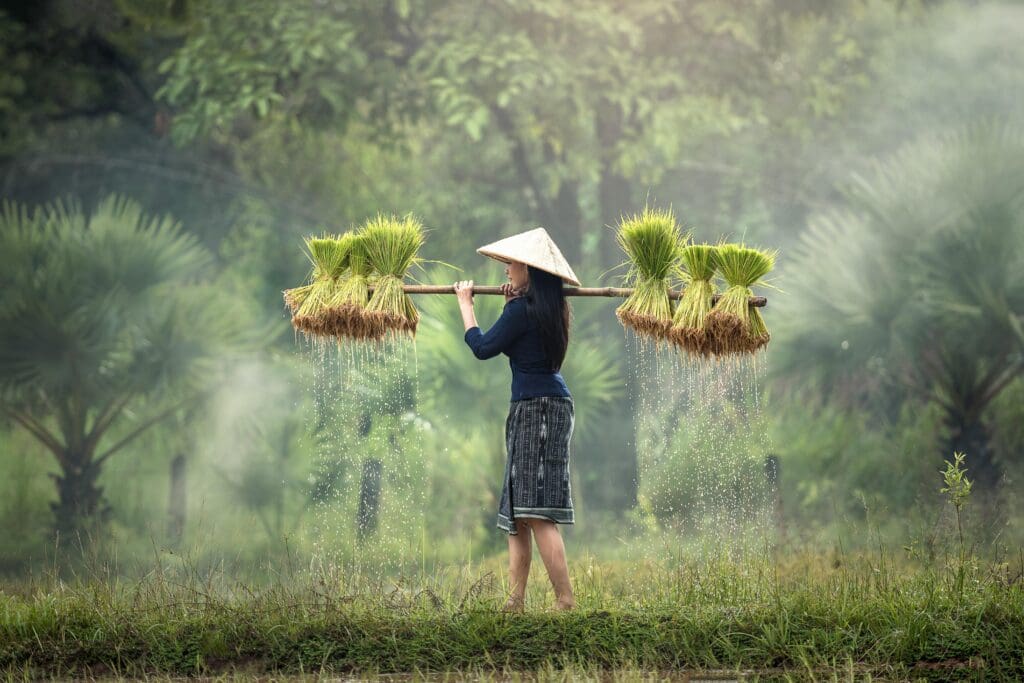 harvesting, myanmar, burma