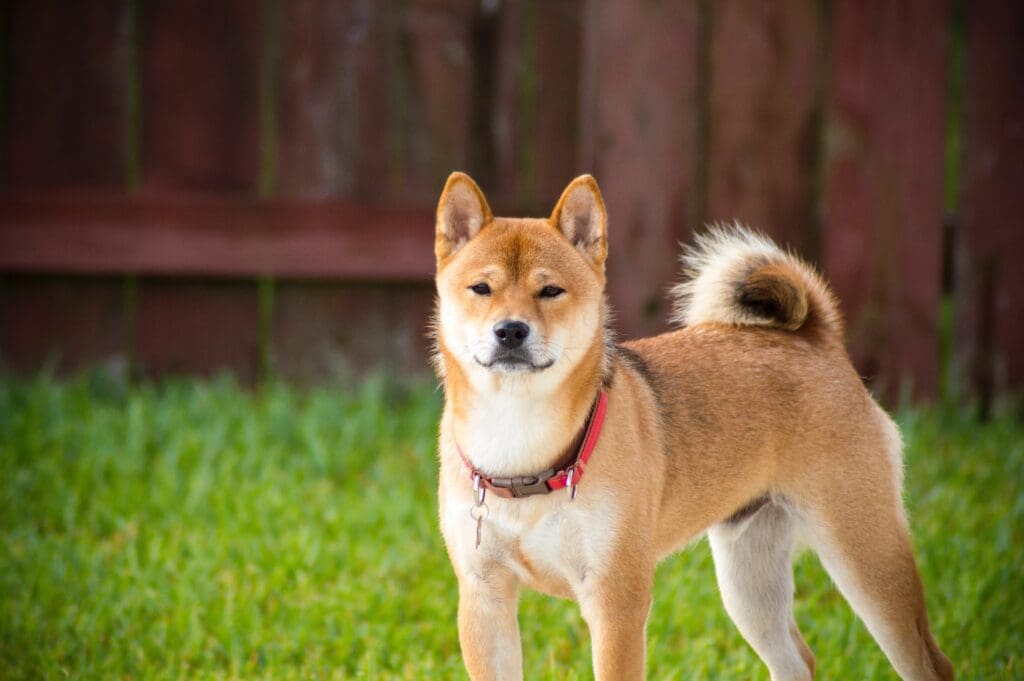 My dog loves, loves being outdoors. He always so inquisitive, even though the backyard never changes and I thought this face captured his “what’s going on look” perfectly.