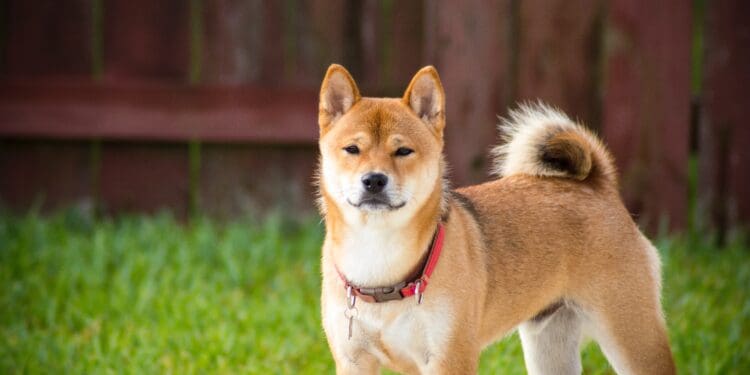My dog loves, loves being outdoors. He always so inquisitive, even though the backyard never changes and I thought this face captured his “what’s going on look” perfectly.
