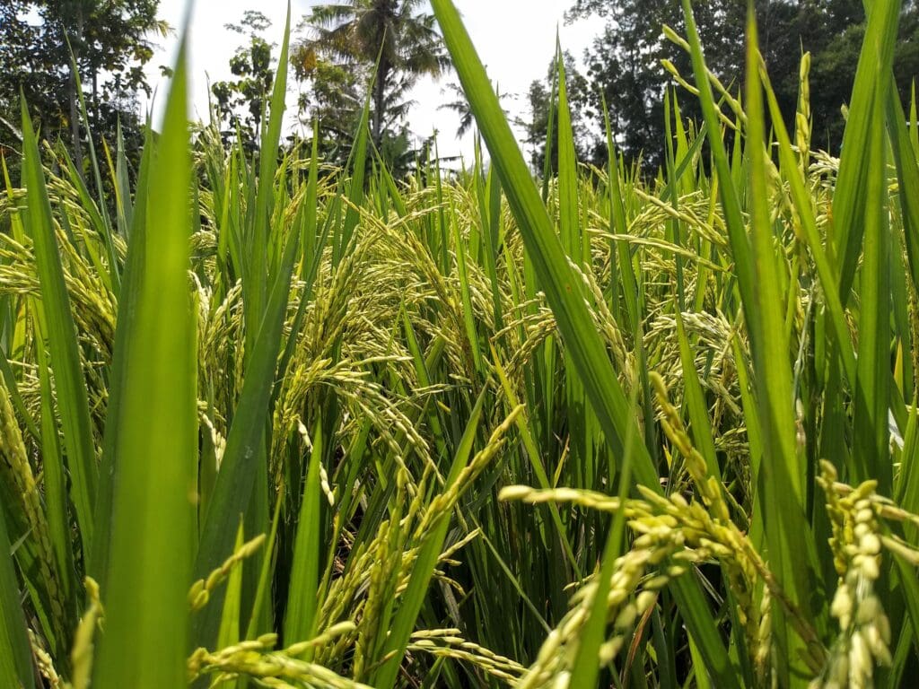 Rice Paddy Closeup