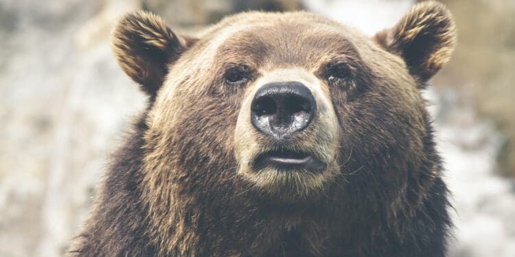 Thoughtful grizzly