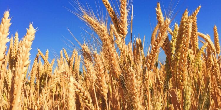 Wheat Field