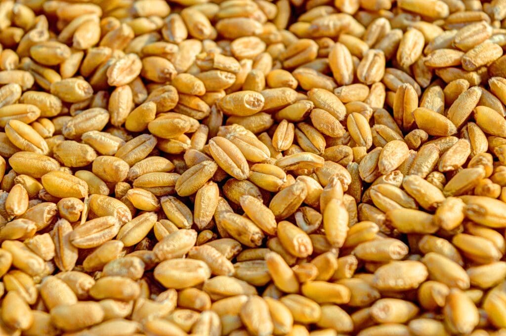 Wheat kernels