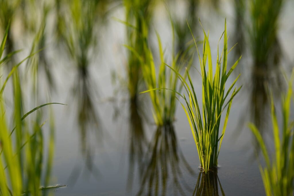 A small pack of rice growing in water.