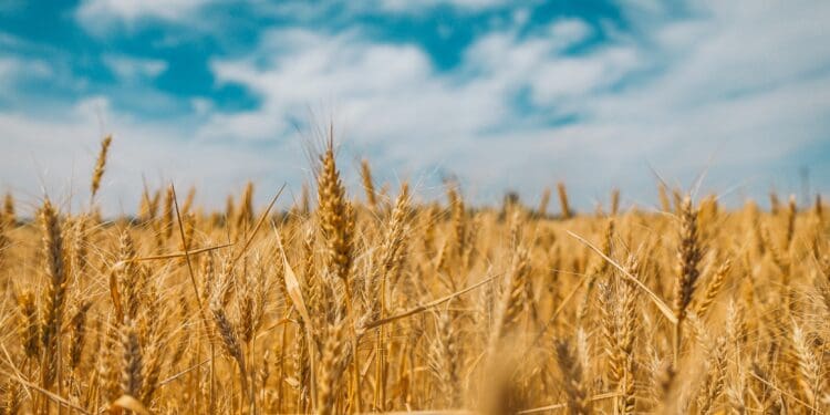 Boundless fields of wheat in the east of Ukraine