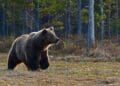 brown bear walking near trees