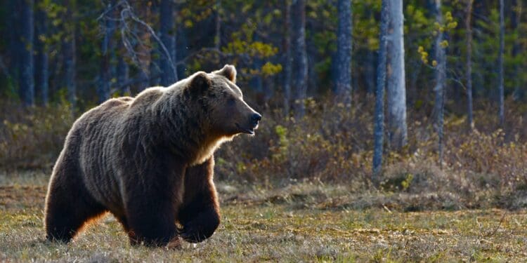 brown bear walking near trees