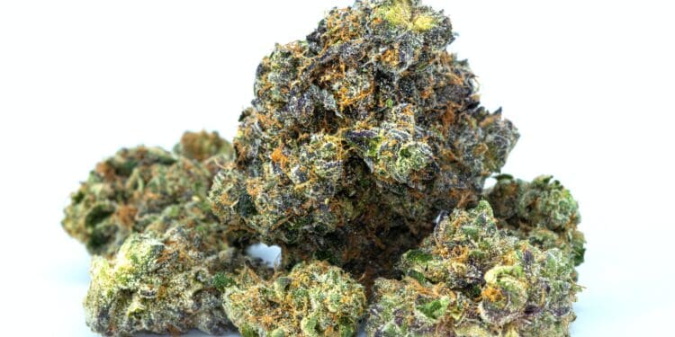 Cannabis Strain Closeup Sherbet