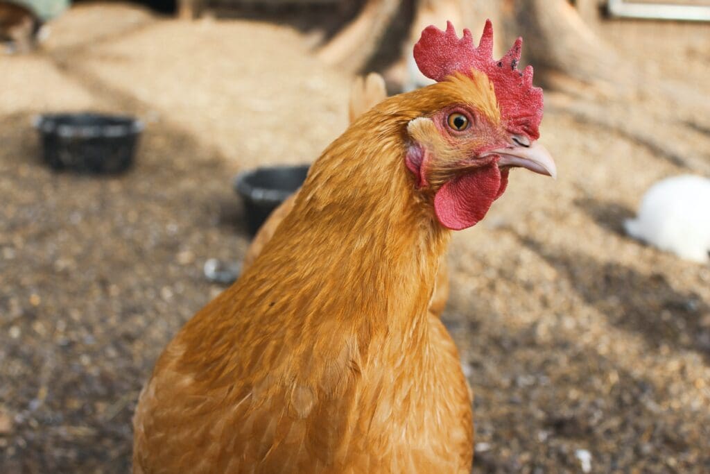 Chicken its turning head