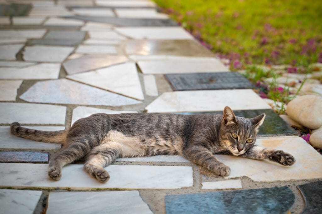 Chilling cat