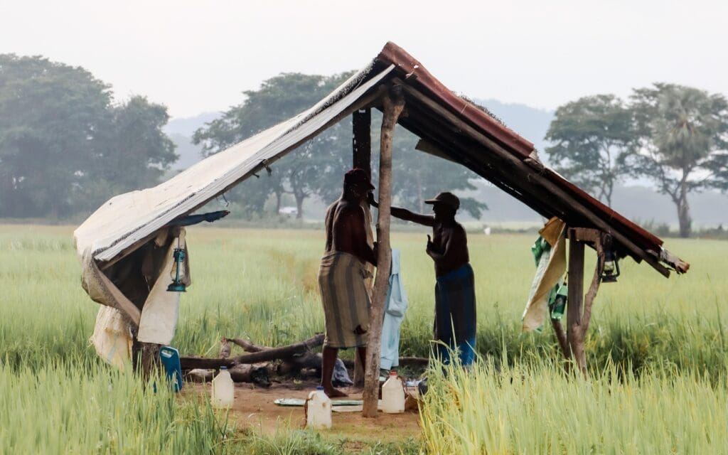 farmers, rice, rice field