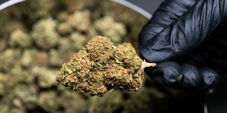 follow us on instagram @crystalweed_official if you want, credit us by linking back our website www.crystalweed.it