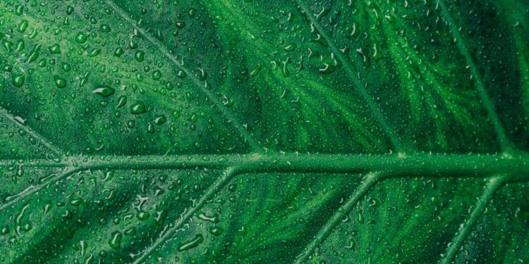 Fresh in the gardens