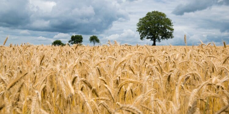 landscape photography of wheat field