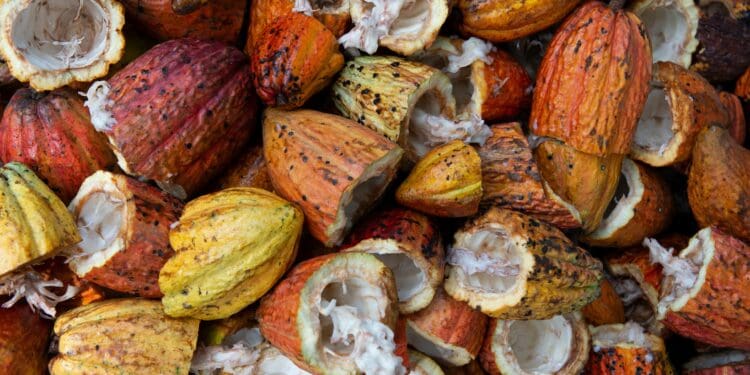 open cacao fruit lot