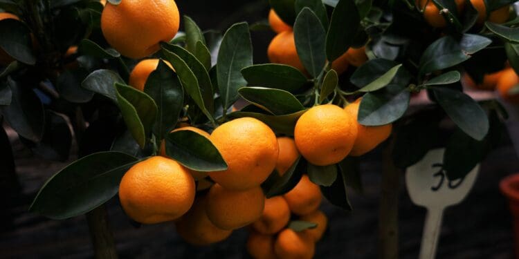 Orange Tree